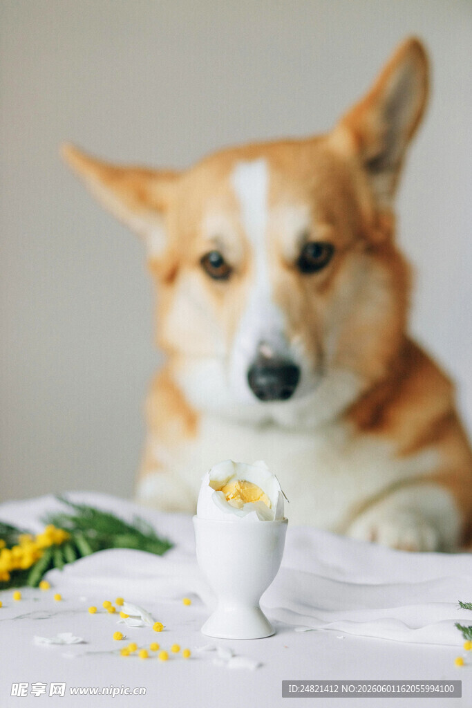 柯基犬面前的鸡蛋与花