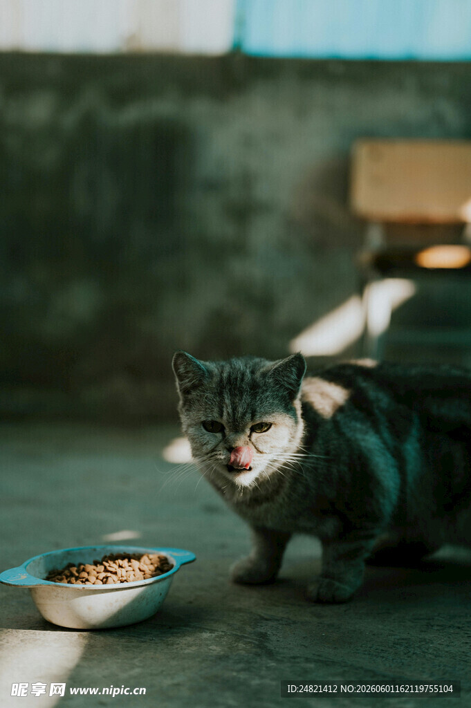 猫咪伏身盯着食物碗