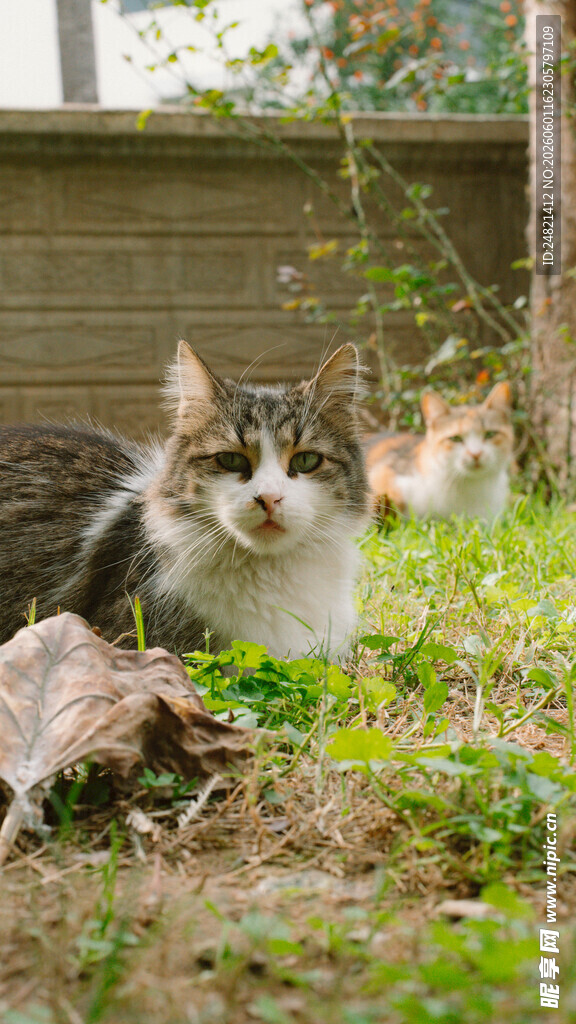 草地上的可爱猫咪