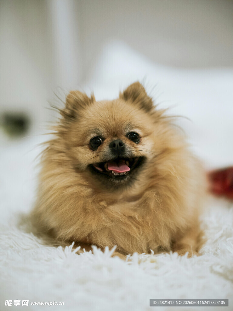 可爱博美犬惬意趴卧