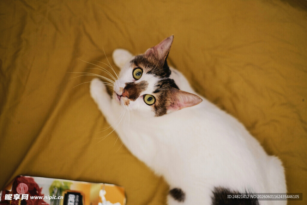 躺卧的三色猫咪