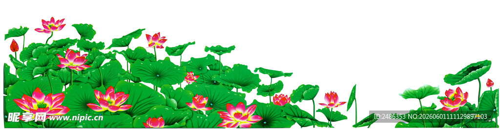 荷花
