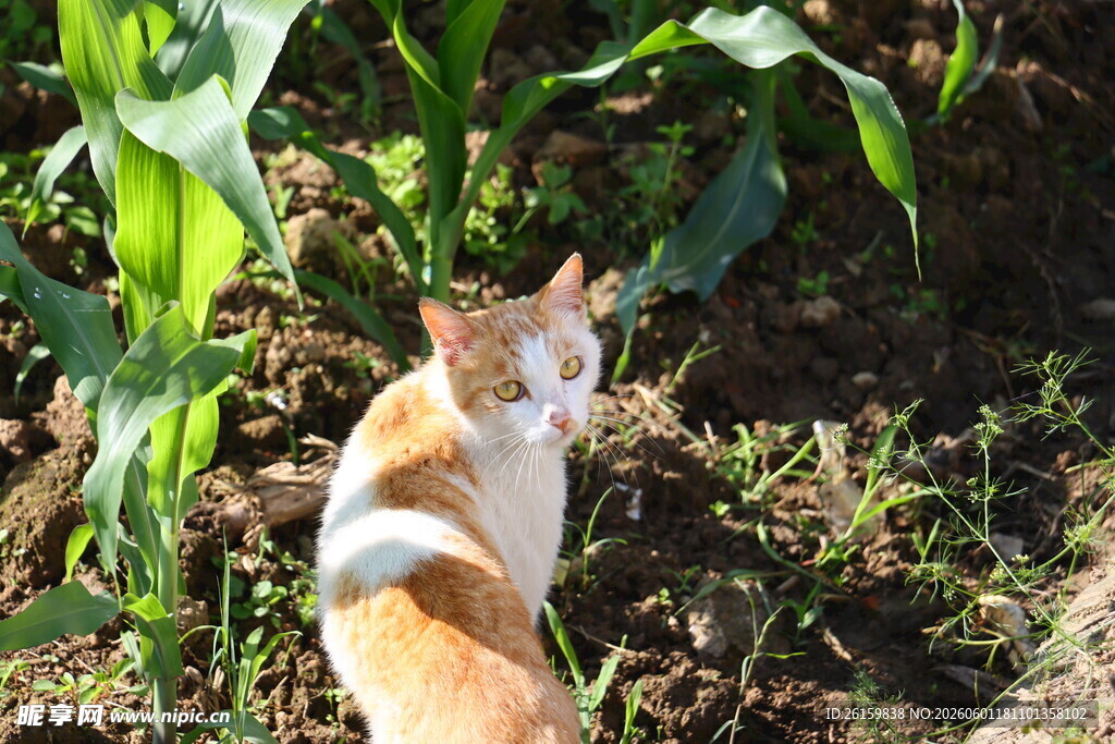 橘猫