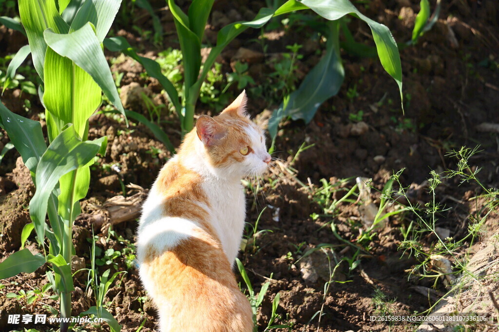 橘猫