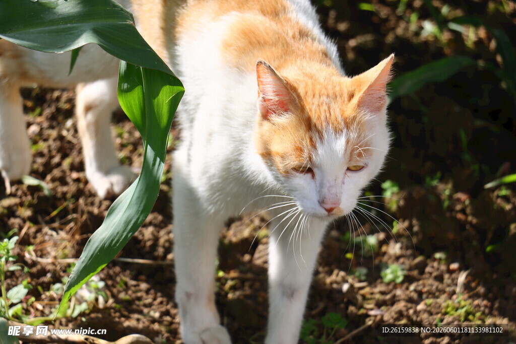 橘猫