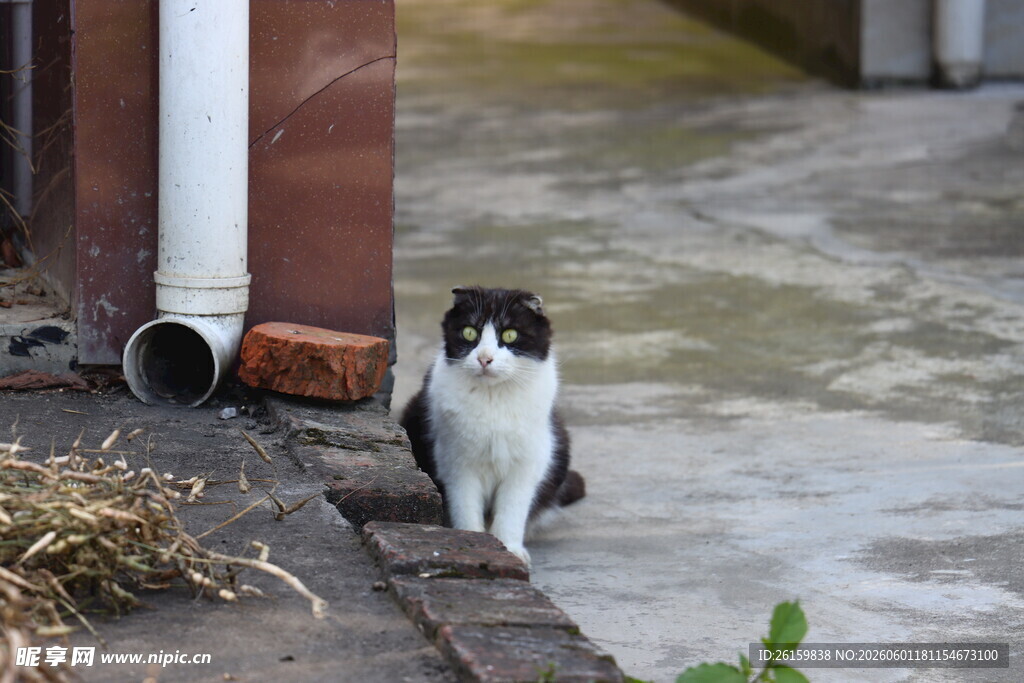 奶牛猫