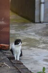 奶牛猫