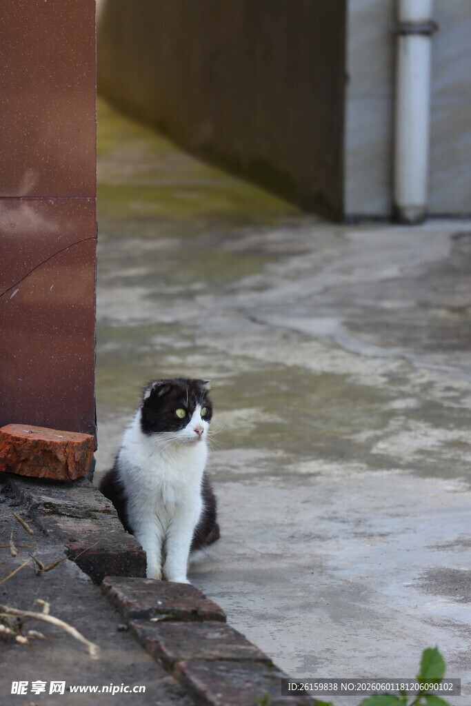 奶牛猫