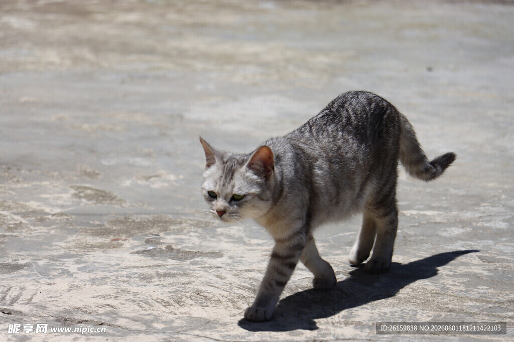 小猫