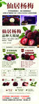 优质杨梅  新鲜美味上市
