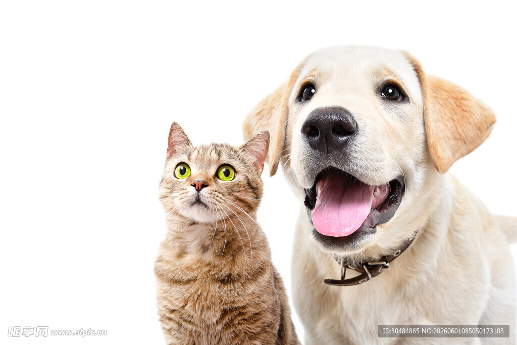 猫狗同框的温馨瞬间