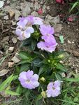 紫色小花绽放于泥土间