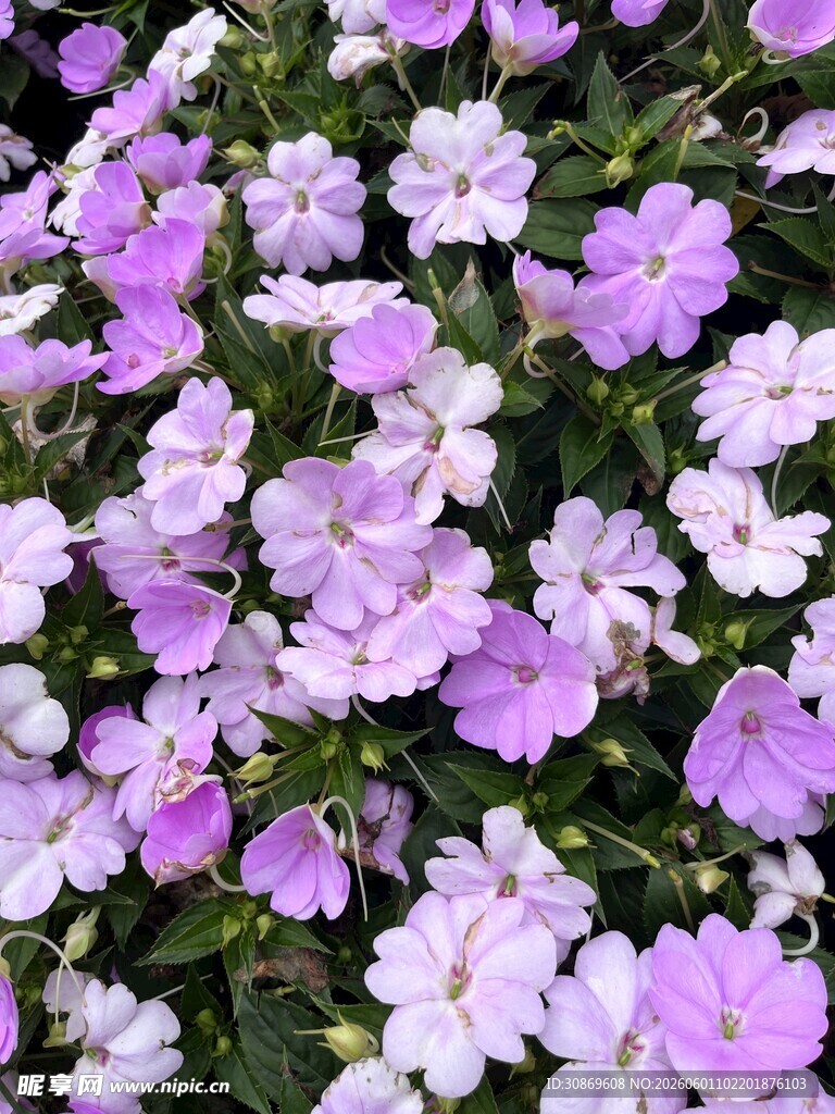 缤纷紫白花朵绽放美景
