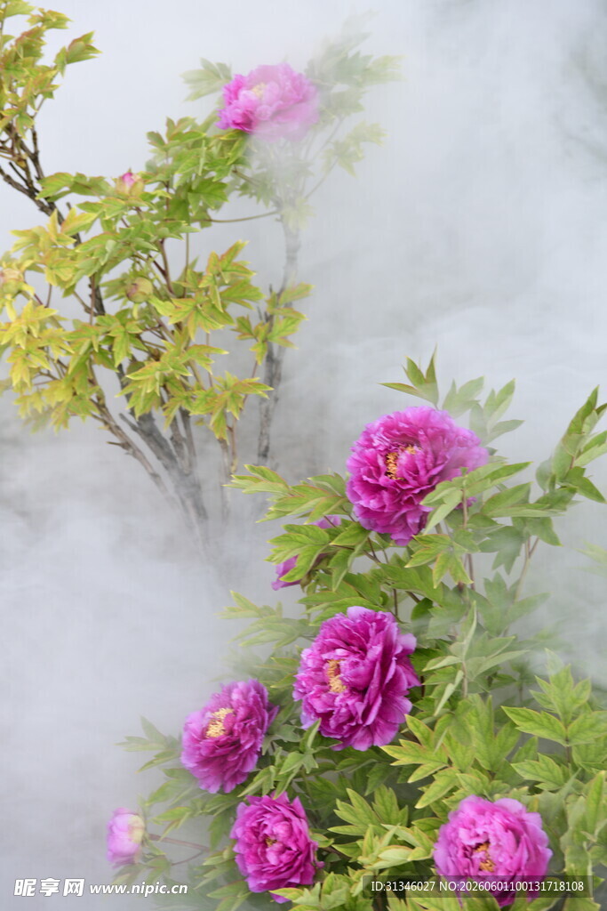 雾中绽放的娇艳牡丹花