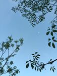 蓝天映衬下的繁茂树枝