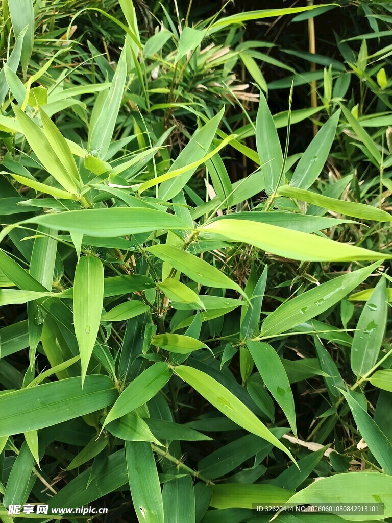 翠绿竹叶