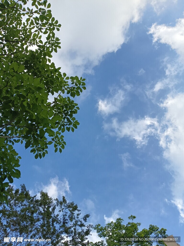 仰望蓝天绿树