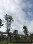 蓝天白云下的绿树景观