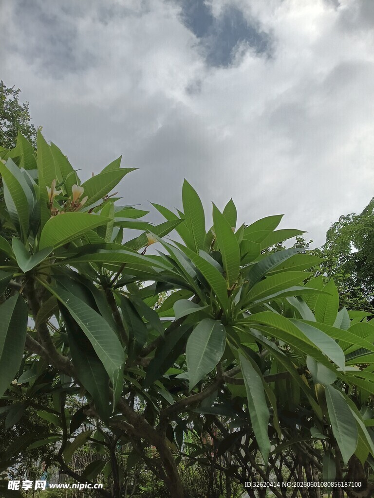 绿叶繁茂的植物景观
