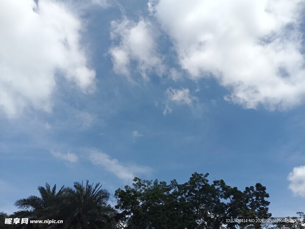 蓝天白云下的树木景观