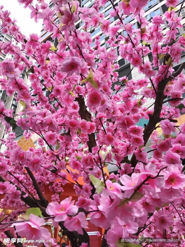 烂漫粉色繁花枝头绽放