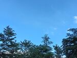 蓝天绿树风景图