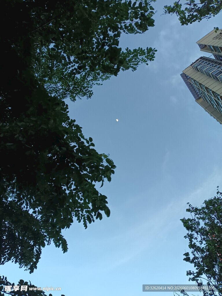 仰视绿树与高楼