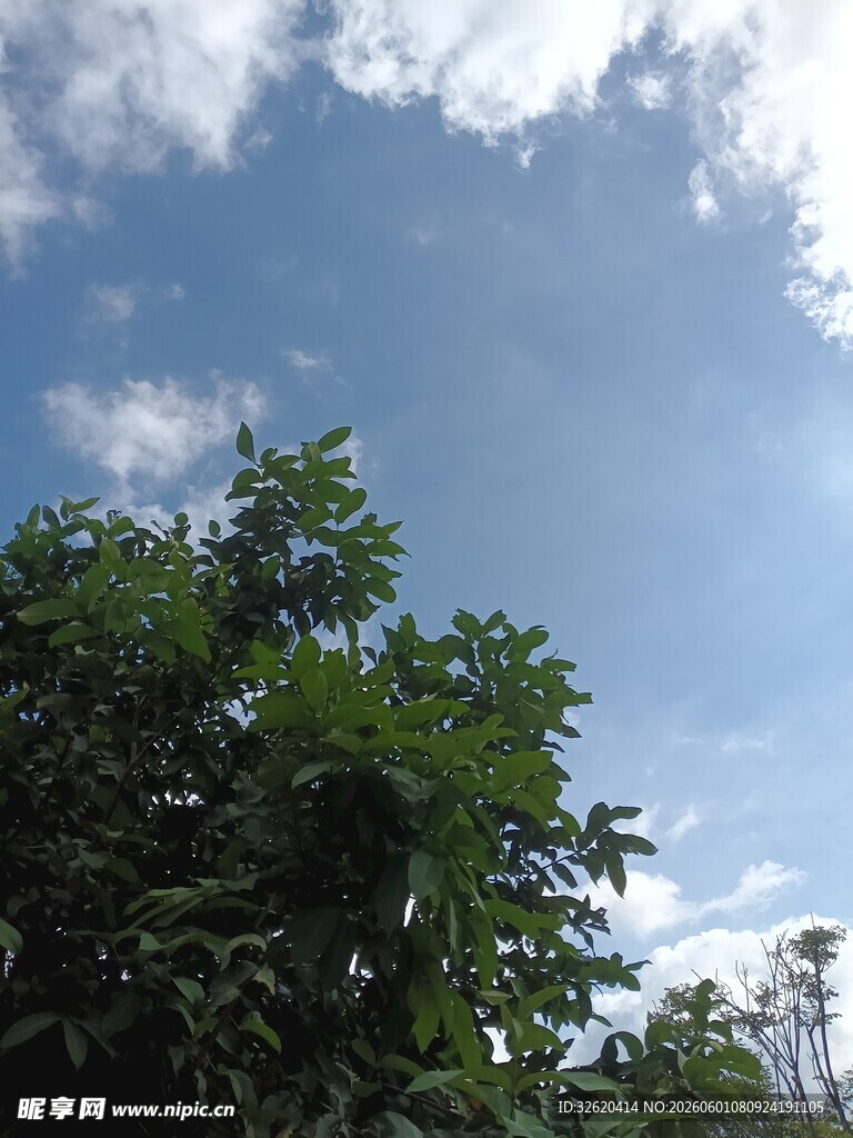 蓝天绿树间的清新景致