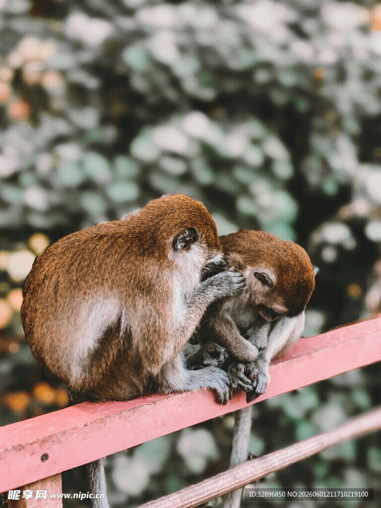 两只猴子亲昵互动