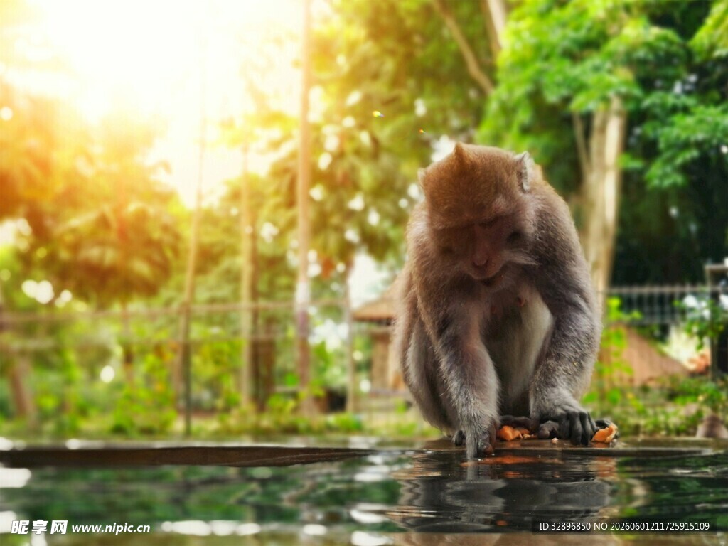 阳光下水边的猴子