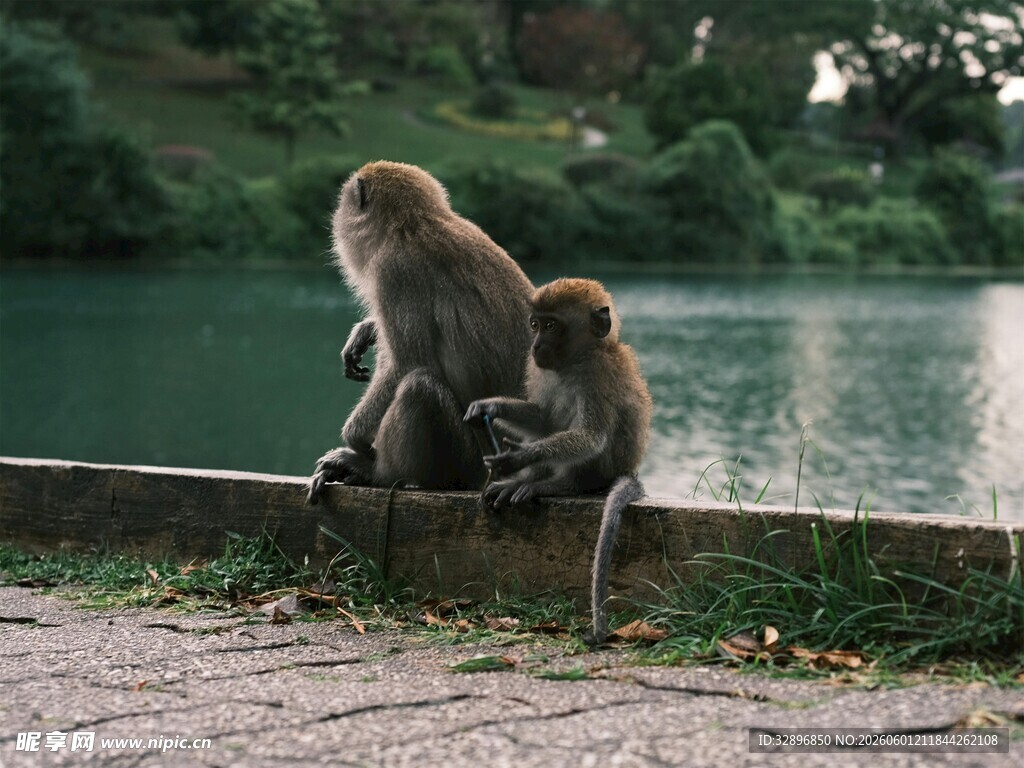 岸边亲昵的两只猴子