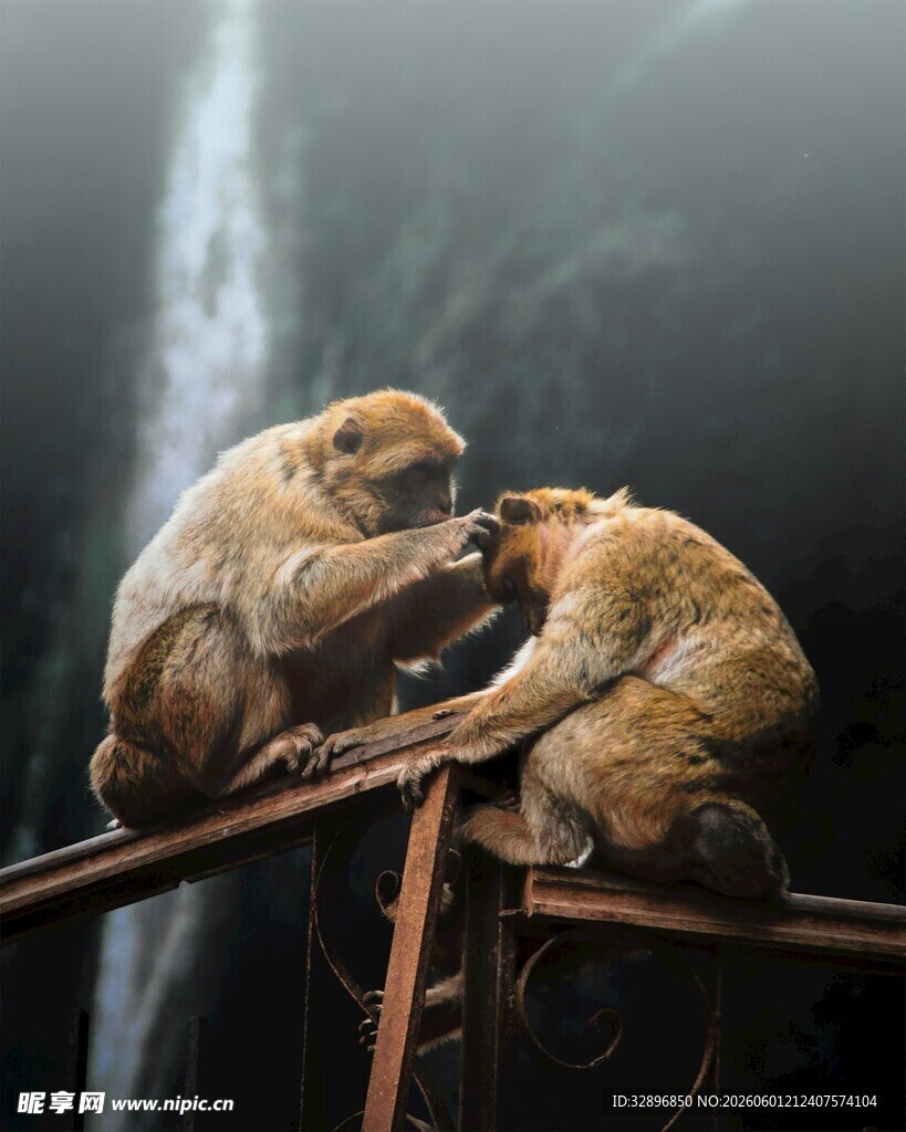 两只猴子亲密互动场景
