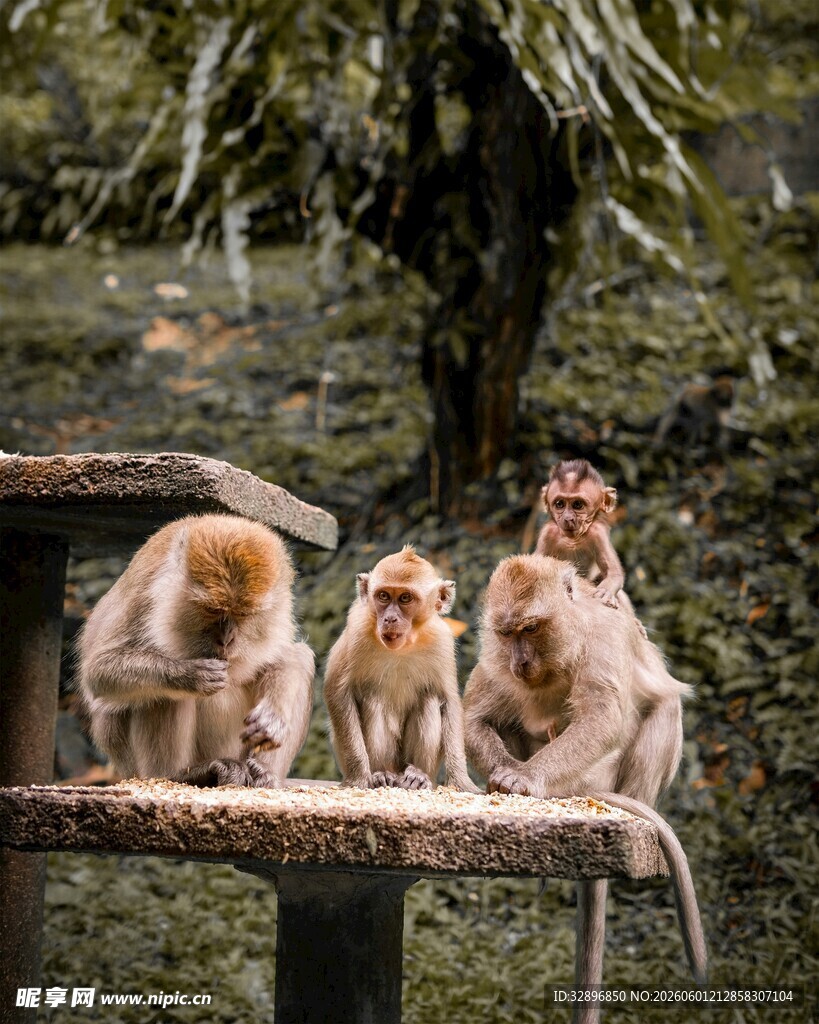 一群猴子在平台休憩