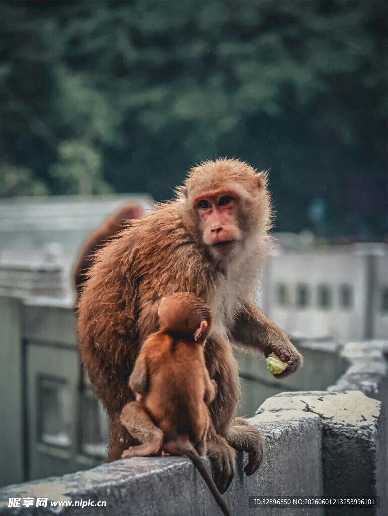 母猴与小猴坐于石栏处
