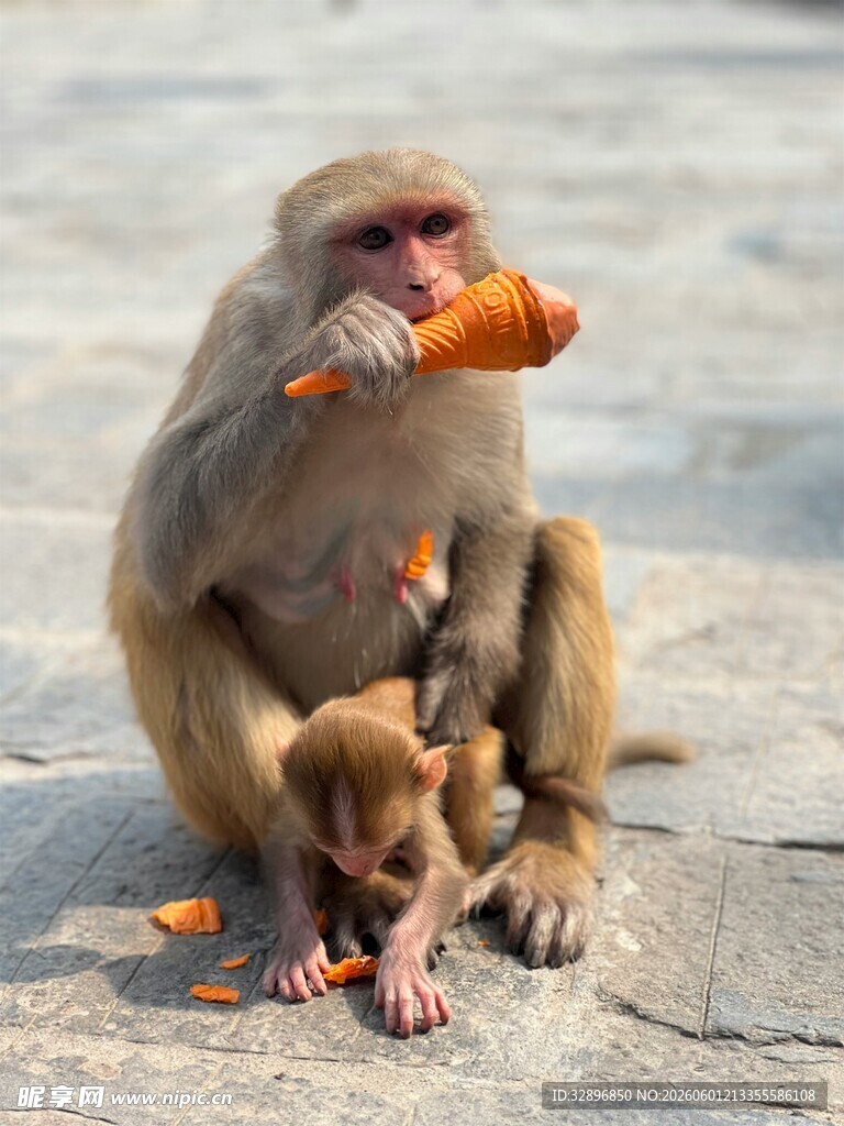 母猴与小猴进食温馨瞬间