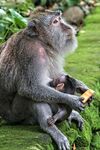 母猴抱幼猴坐草地进食