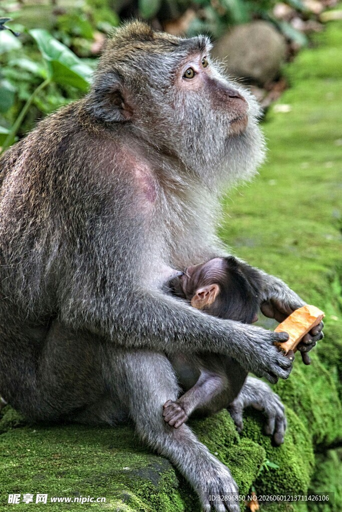 母猴抱幼猴坐草地进食