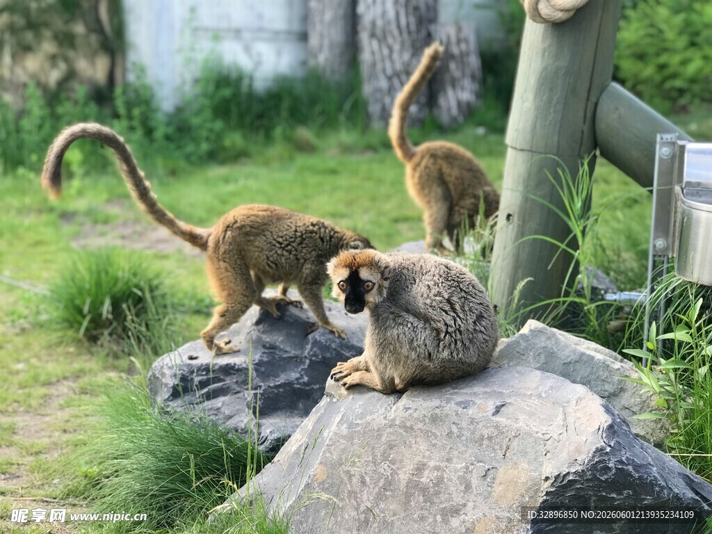 岩石上休憩的几只狐猴