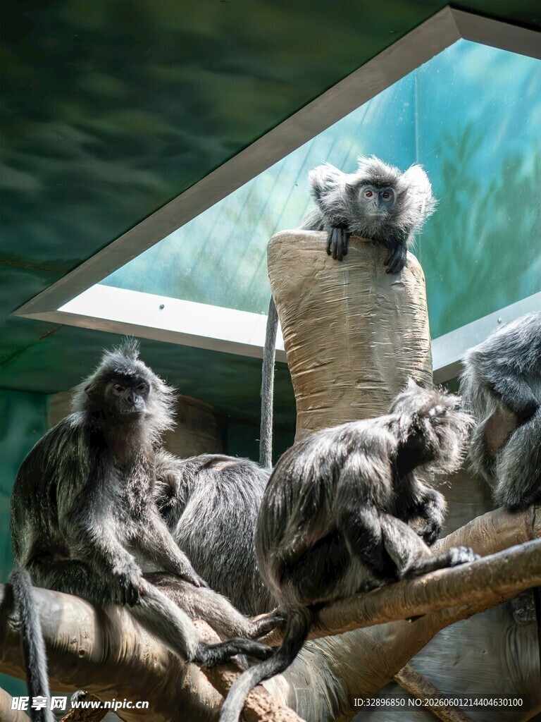 树上休憩的猴群
