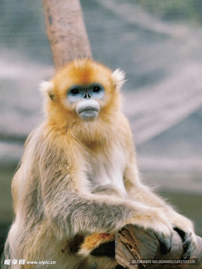 金丝猴端坐树干姿态优雅