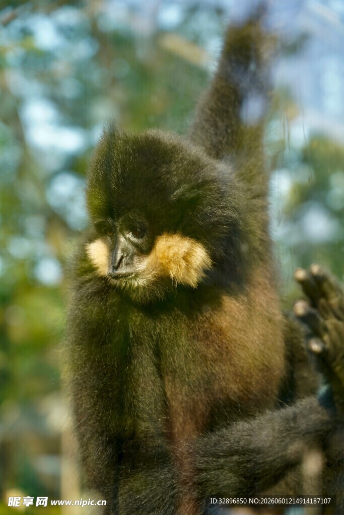 金丝猴进食特写