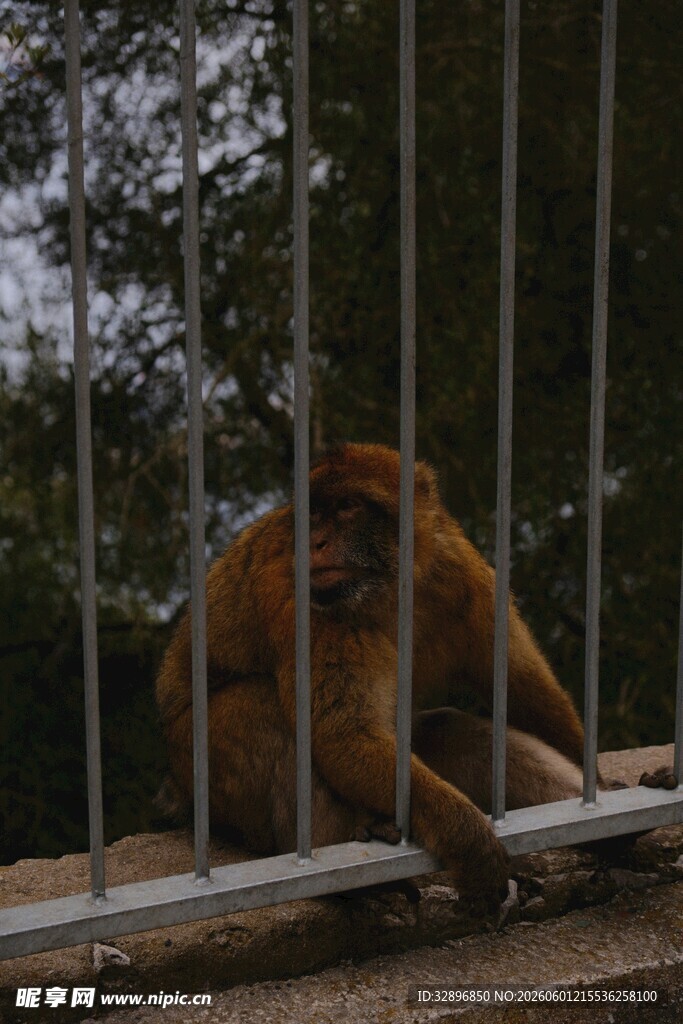 笼中猴子独坐