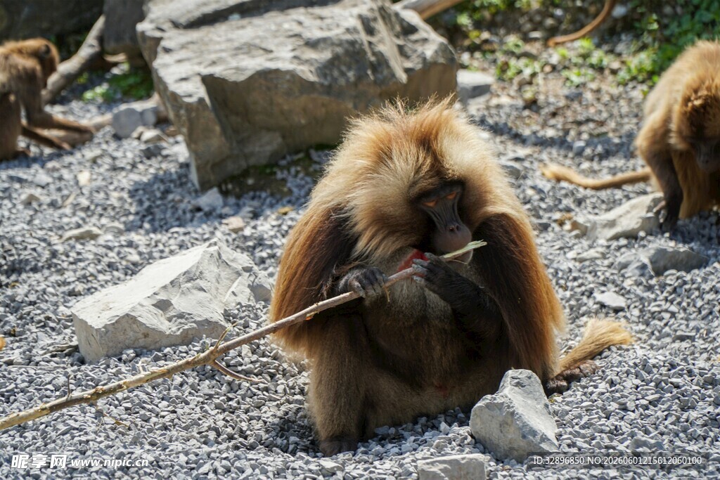 独坐碎石上的棕色猴子