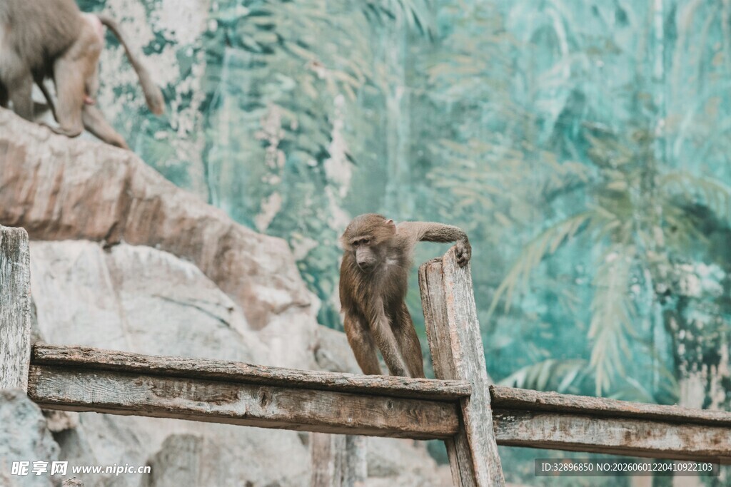 猴子立于木栏旁的场景