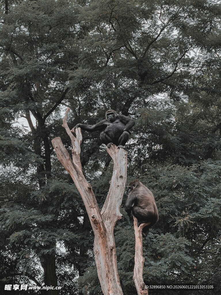 枯树上的奇特景象
