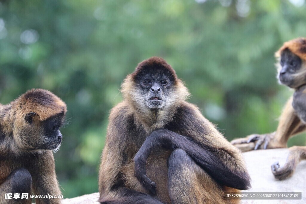 三只猴子坐在一起