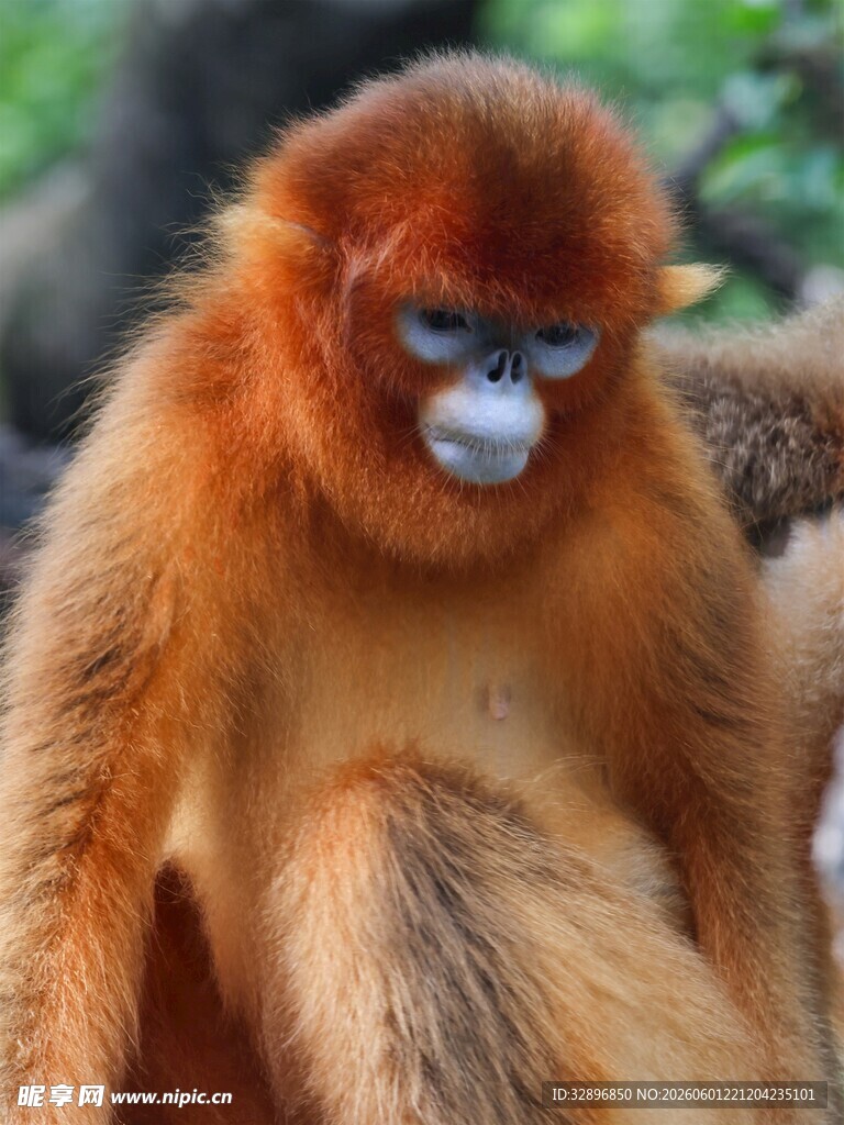 金丝猴特写