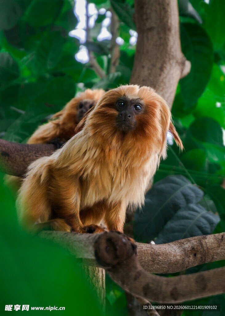 树上的绒毛猴