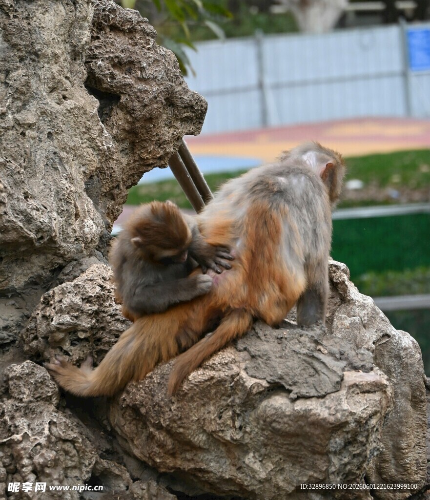岩石上亲昵互动的两只猴子