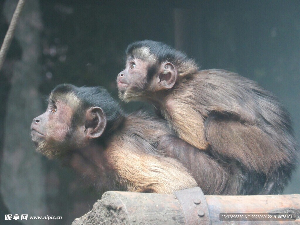 两只猴子依偎休憩